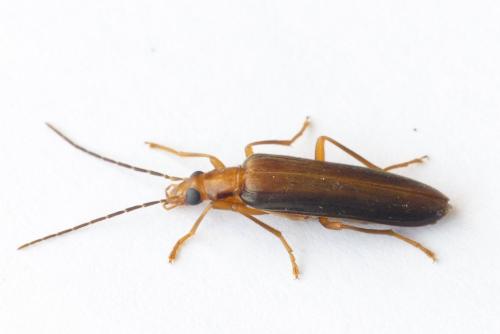 Nacerdes carniolica